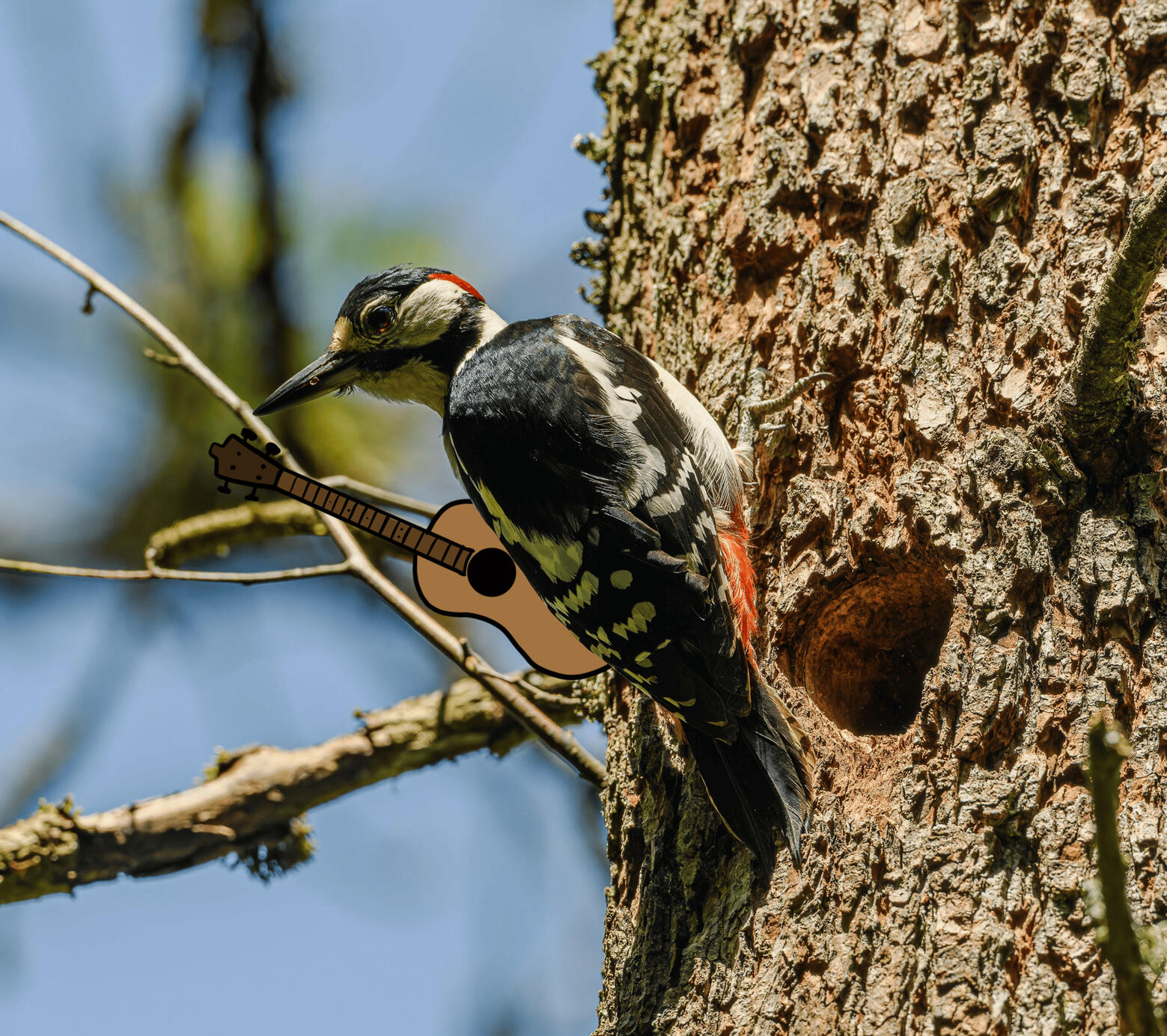 Woodpecker "holding" a guitar