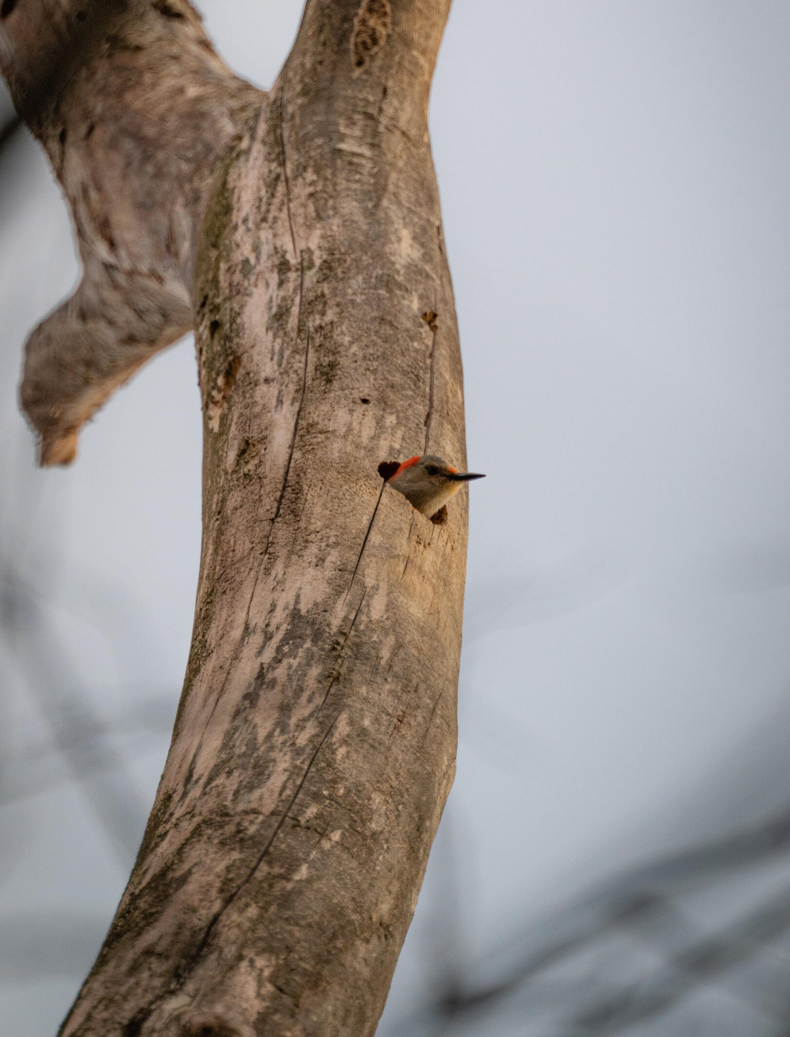 Woodpecker poking its head out of a hole in a tree